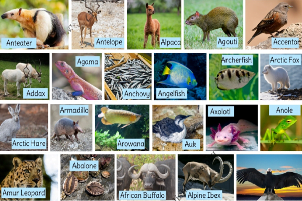 Animals beginning with A