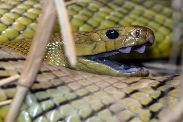 World's Deadliest Snakes List