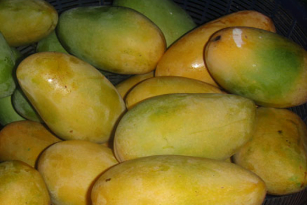 Indian National Fruit - Mango