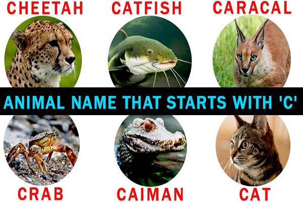 Animals that start with the letter c
