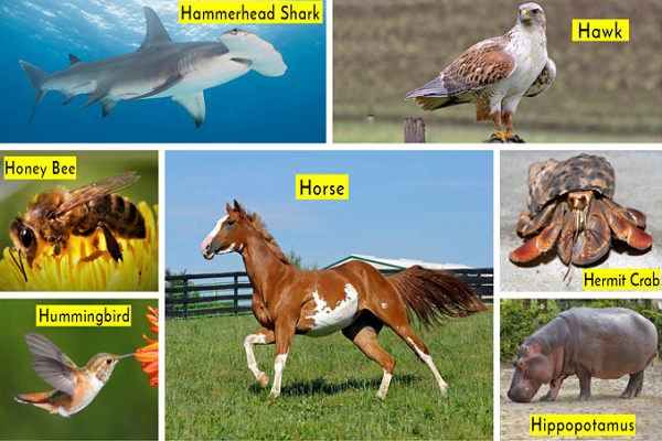 Animal Names That Start With H