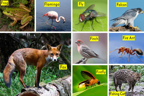 Animals That Start With The Letter F