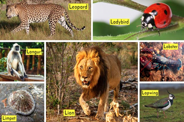 Animals that start with the letter L