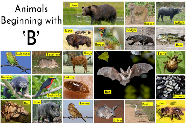 Animals that start with the letter b