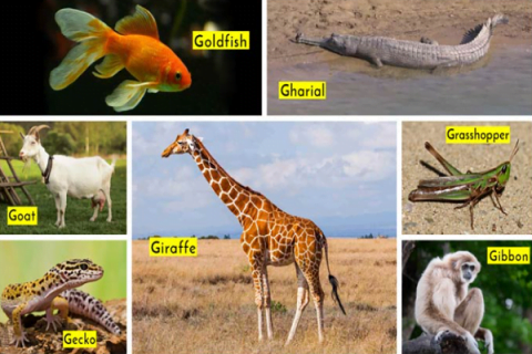 Animals That Start With G (Facts & Pictures) - Hello Updates