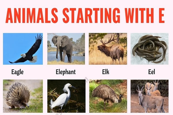 Animals That Start With The Letter E