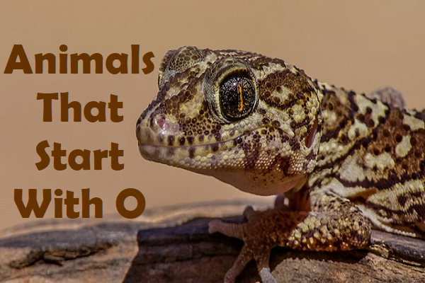 Animals That Start With O