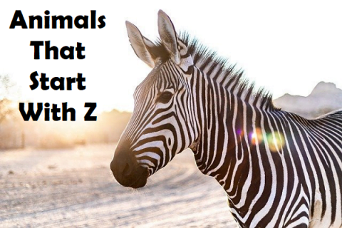 Animals That Start With Z