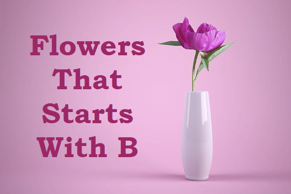 Flowers That Start With B