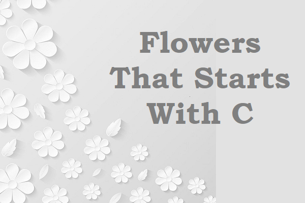 Flowers That Start With C