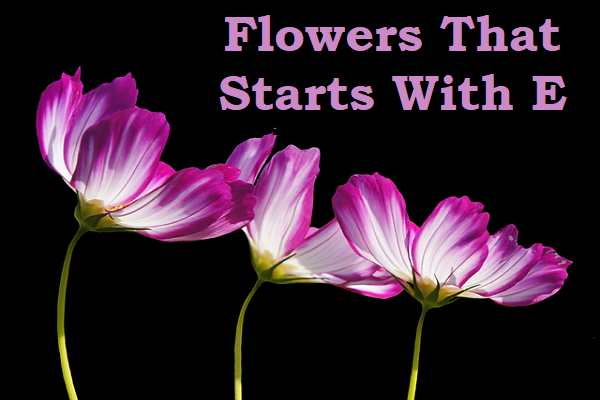 Flowers That Start With E