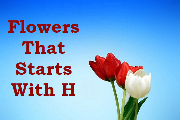 Flowers That Start With H