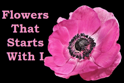 Flowers That Start With I