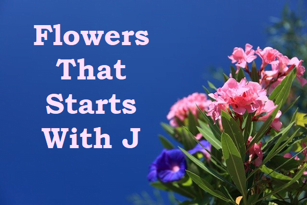 Flowers That Start With J