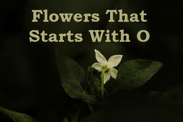 Flowers That Start With O