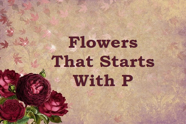 Flowers That Start With P