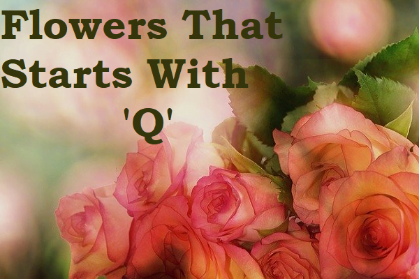 Flowers That Start With Q