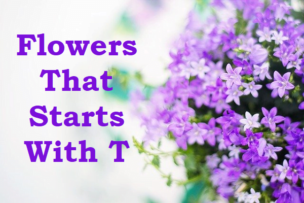 Flowers That Start With T