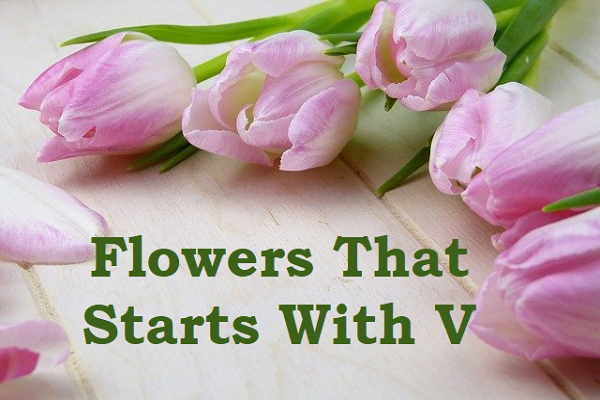 Flowers That Start With V