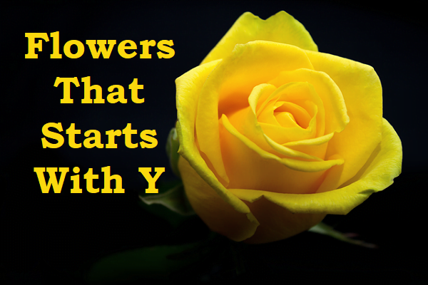 Flowers That Starts With Y, Flowers With Y, Y Flower Names, Flower List, Flowers That Begins With Y